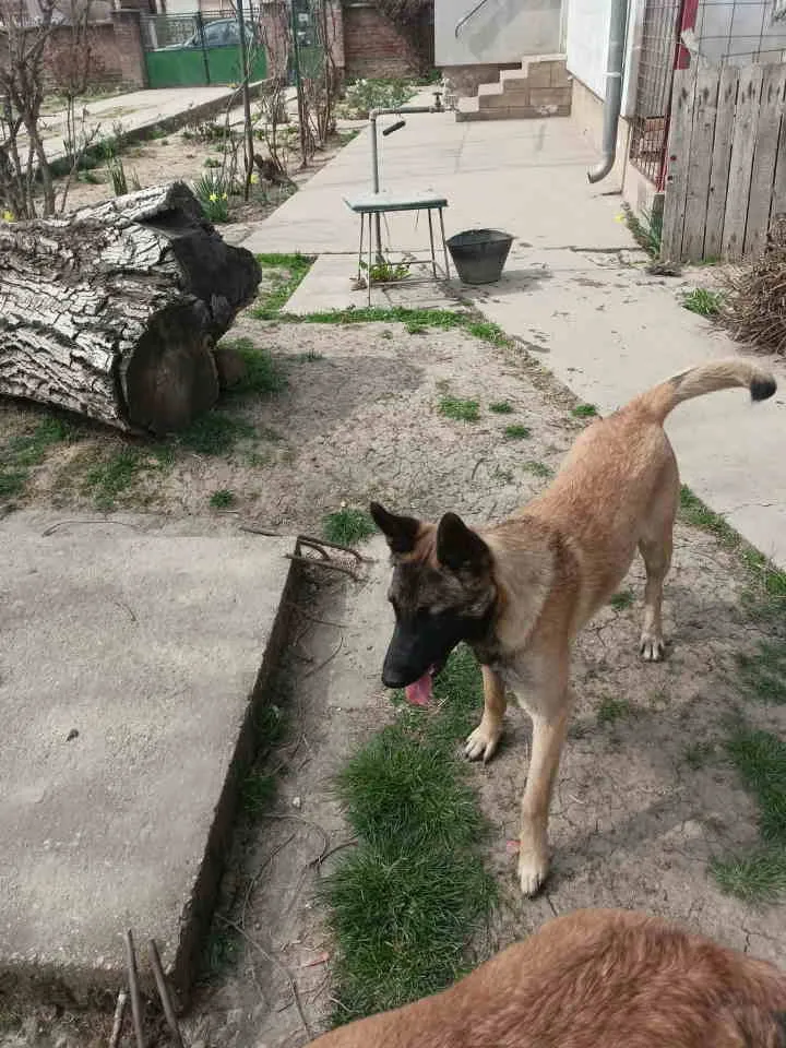 Belgijski ovčar na prodaju, Smederevo (4)