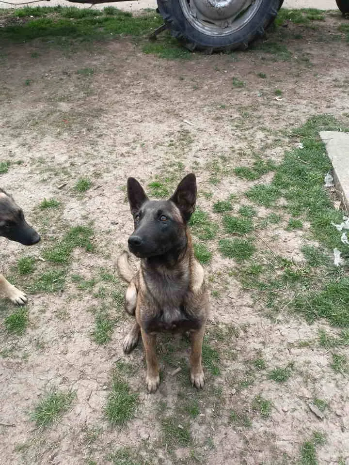 Belgijski ovčar na prodaju, Smederevo (5)