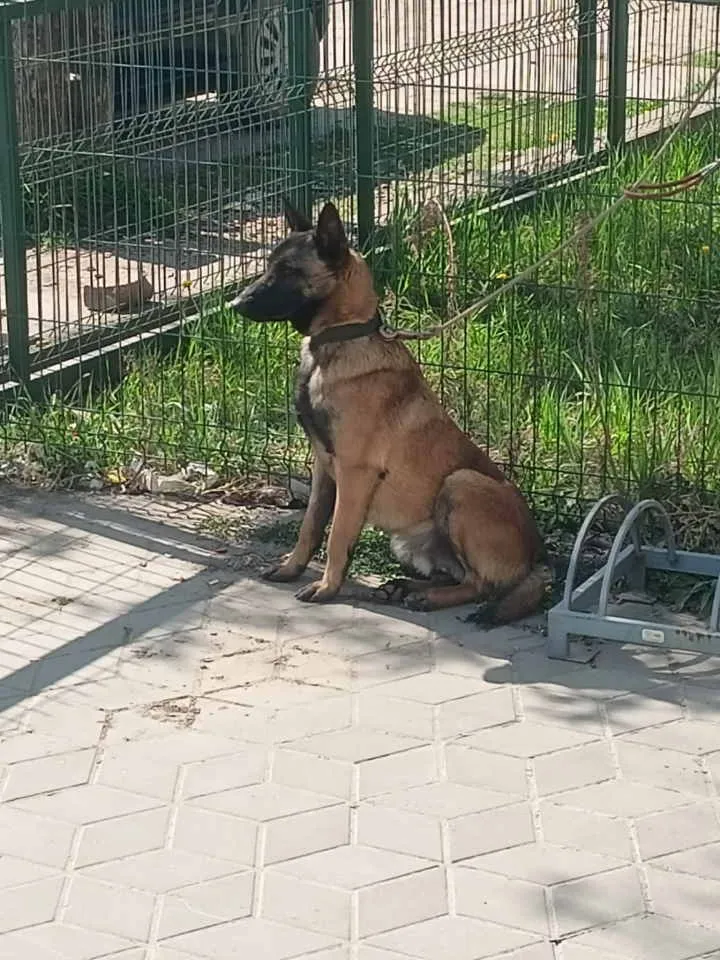 Belgijski ovčar na prodaju, Smederevo (6)