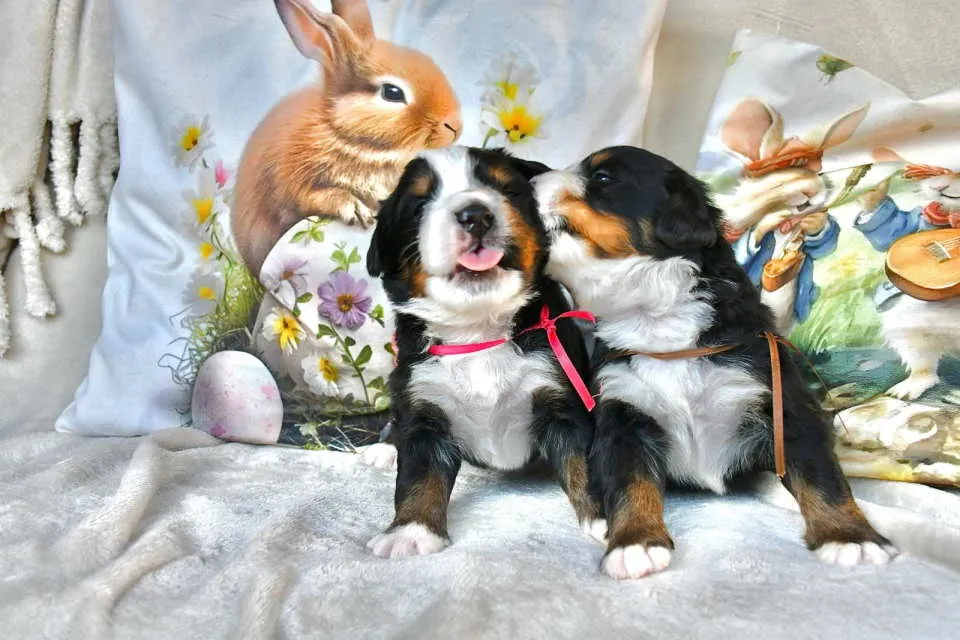 Bernski pastirski pas na prodaju, Čačak (2)