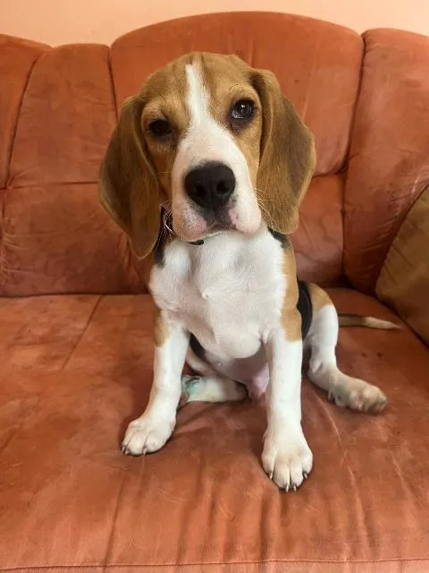 Bigl na prodaju, Beograd