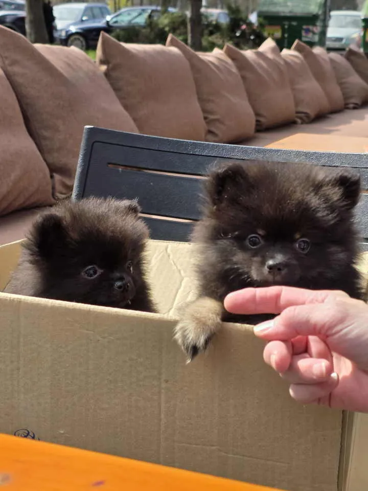 Nemački špic na prodaju, Beograd Zemun