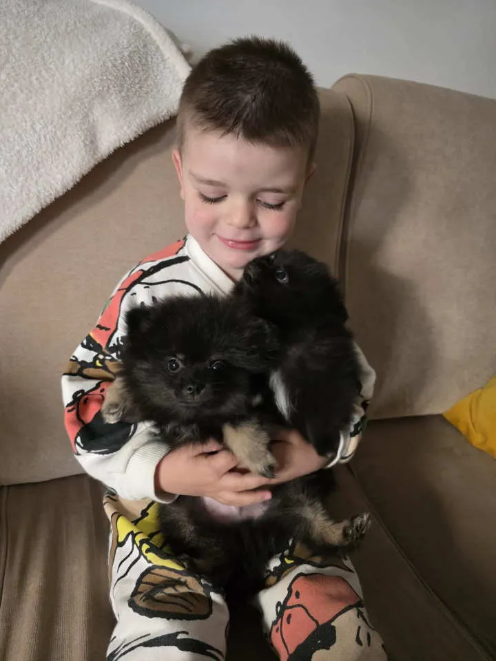 Nemački špic na prodaju, Beograd Zemun (3)