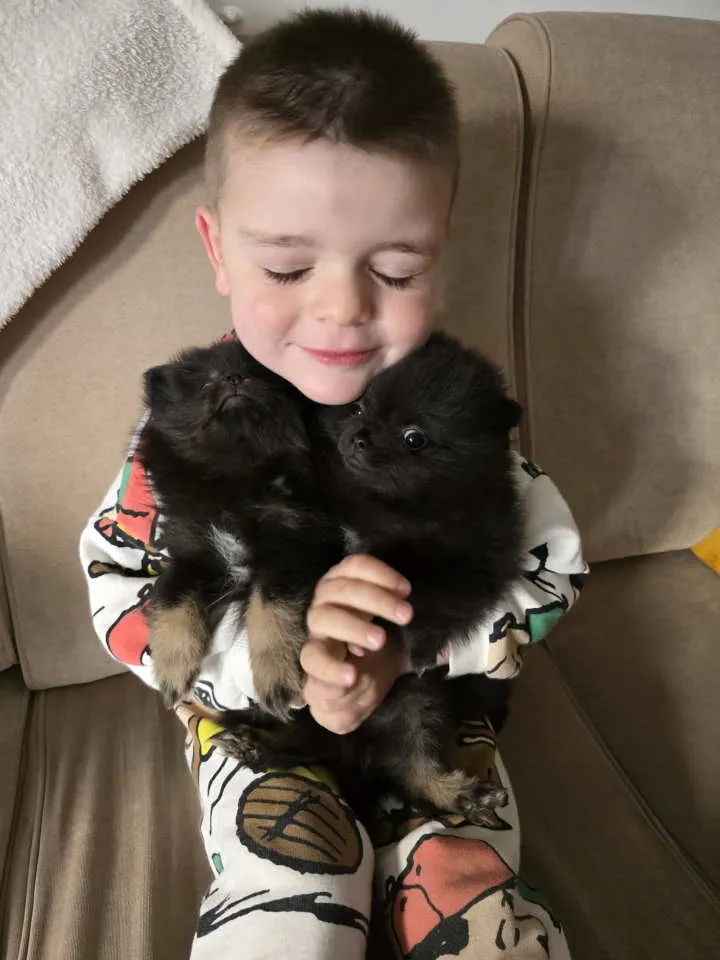 Nemački špic na prodaju, Beograd Zemun (4)