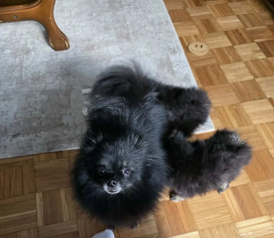 Nemački špic na prodaju, Beograd Zemun (5)