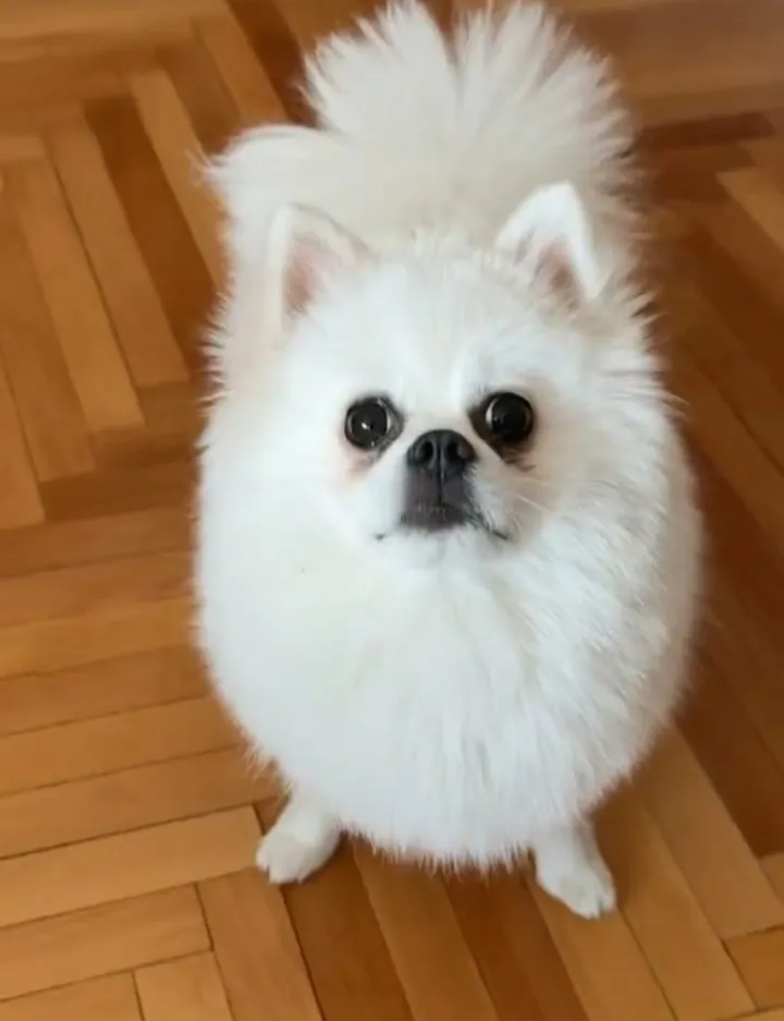 Nemački špic na prodaju, Beograd Zemun (6)