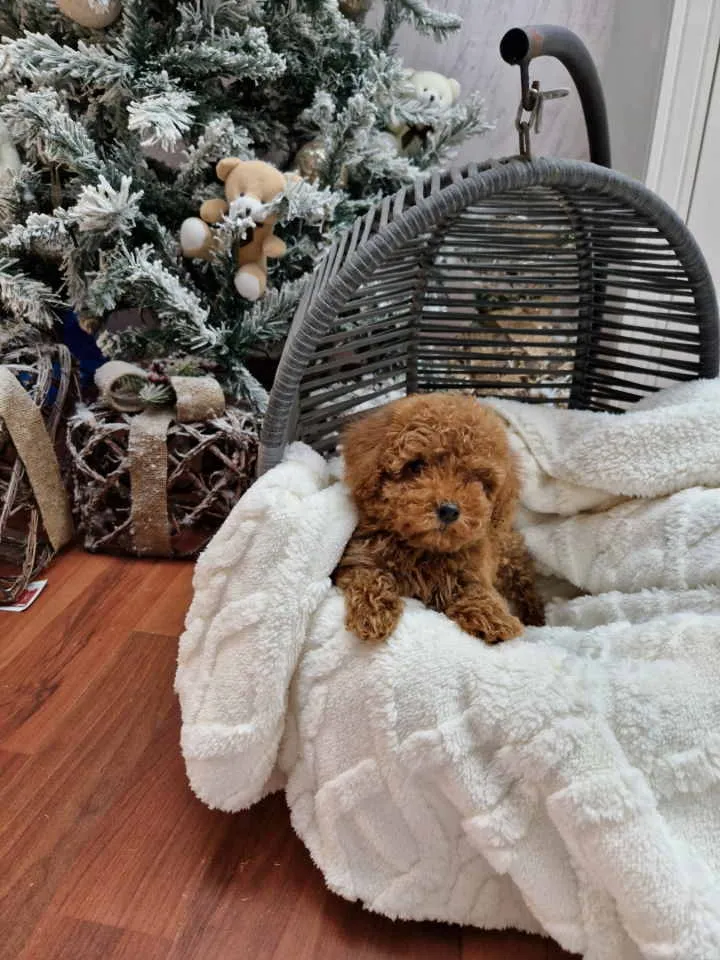 Pudla (patuljasta) na prodaju, Novi Sad (4)