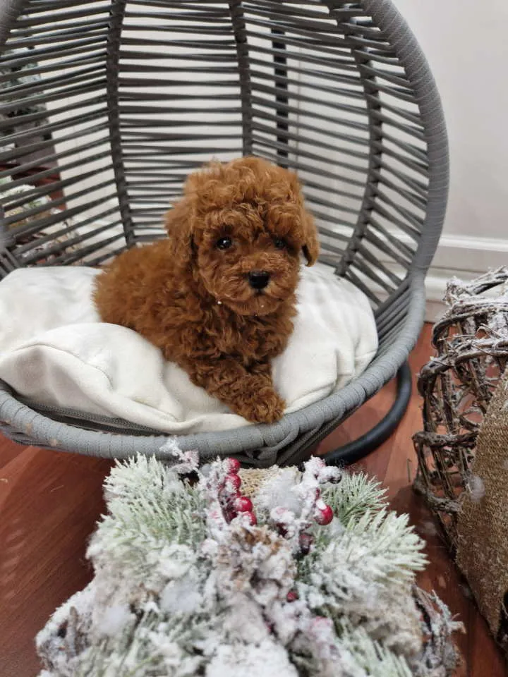 Pudla (patuljasta) na prodaju, Novi Sad (4)