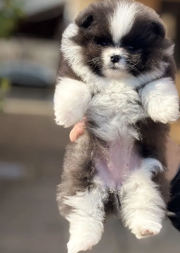 Nemački špic na prodaju, Novi Sad (2)