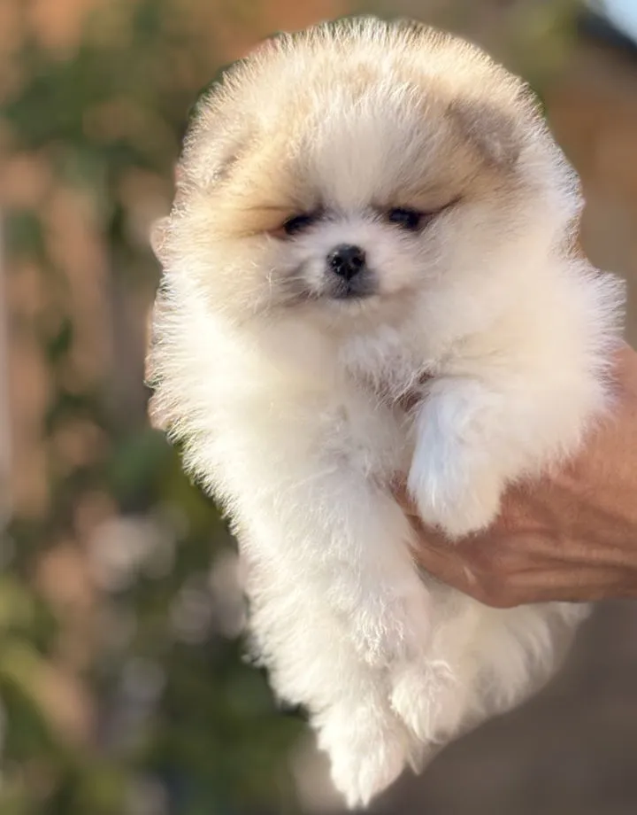 Nemački špic na prodaju, Novi Sad (4)