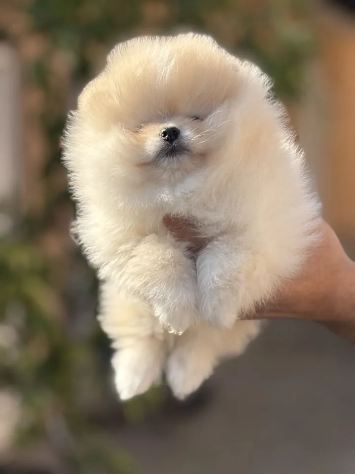 Nemački špic na prodaju, Novi Sad (6)