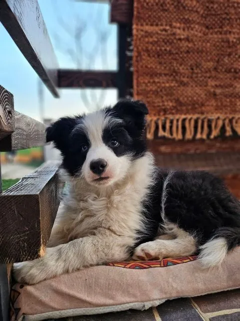Border koli na prodaju, Valjevo