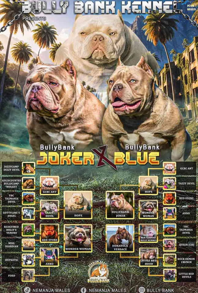 Bul terijer na prodaju, Zrenjanin