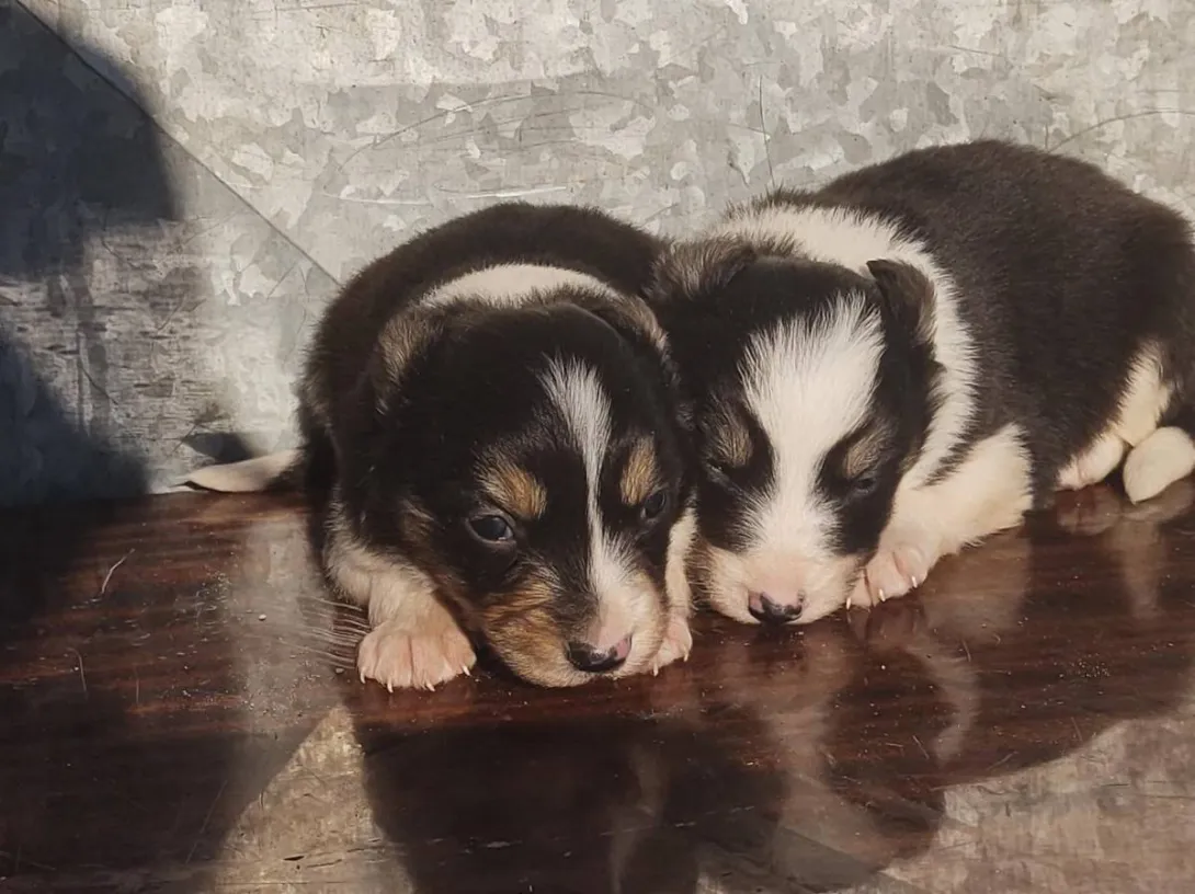 Border koli na prodaju, Ada (5)