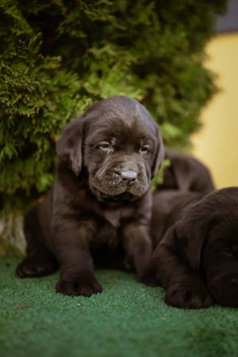 Labrador retriver na prodaju, Bačka Palanka (3)