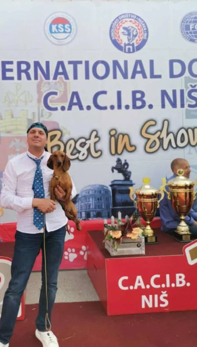 Jazavičar na prodaju, Leskovac (5)