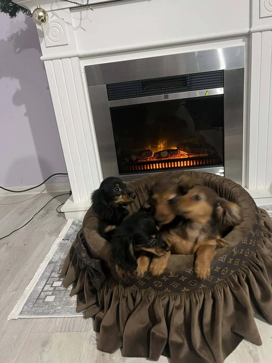 Jazavičar na prodaju, Novi Sad (5)