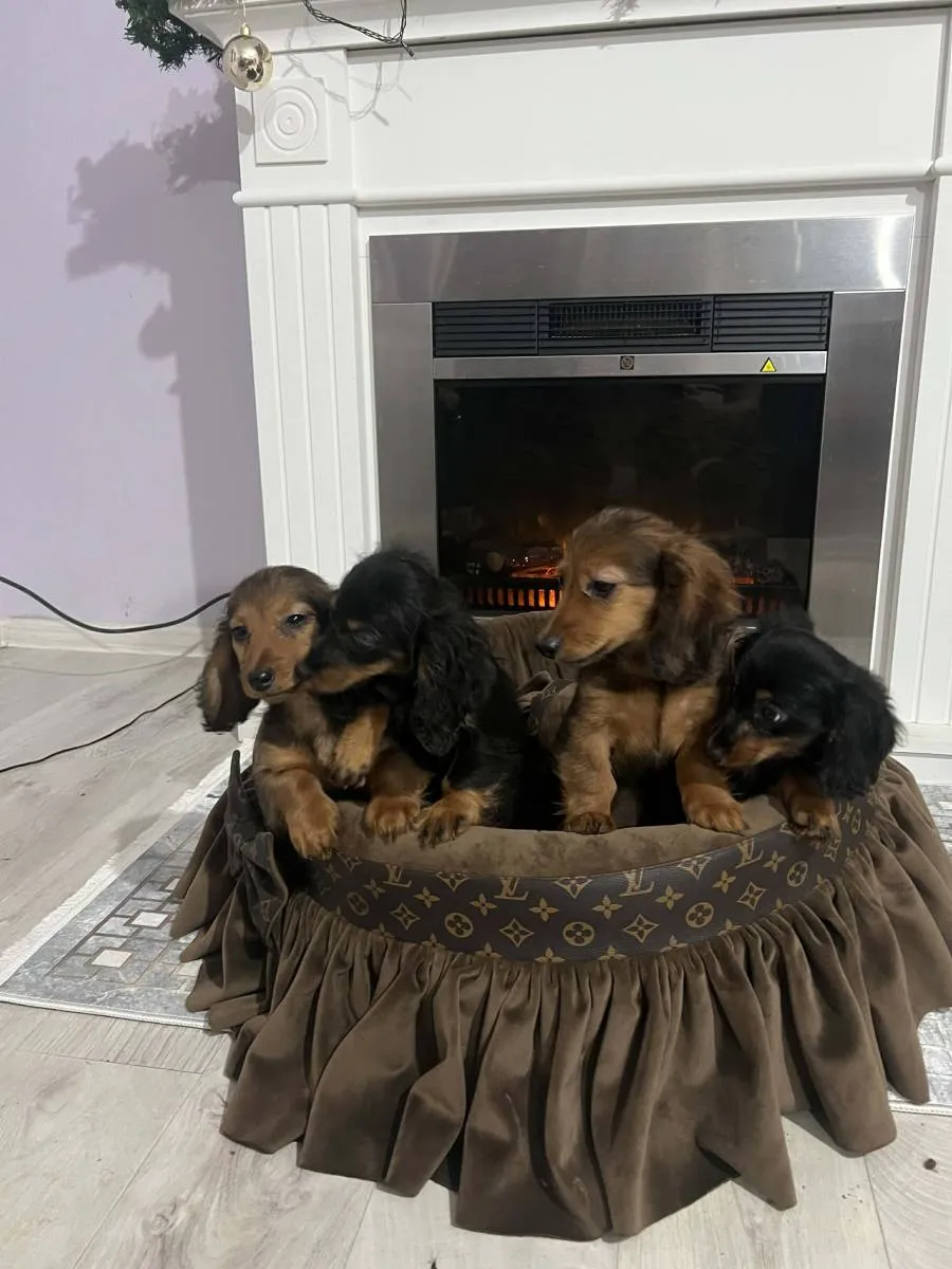 Jazavičar na prodaju, Novi Sad (6)