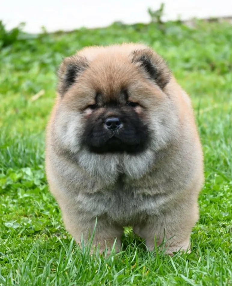 Čau-čau na prodaju, Valjevo (5)