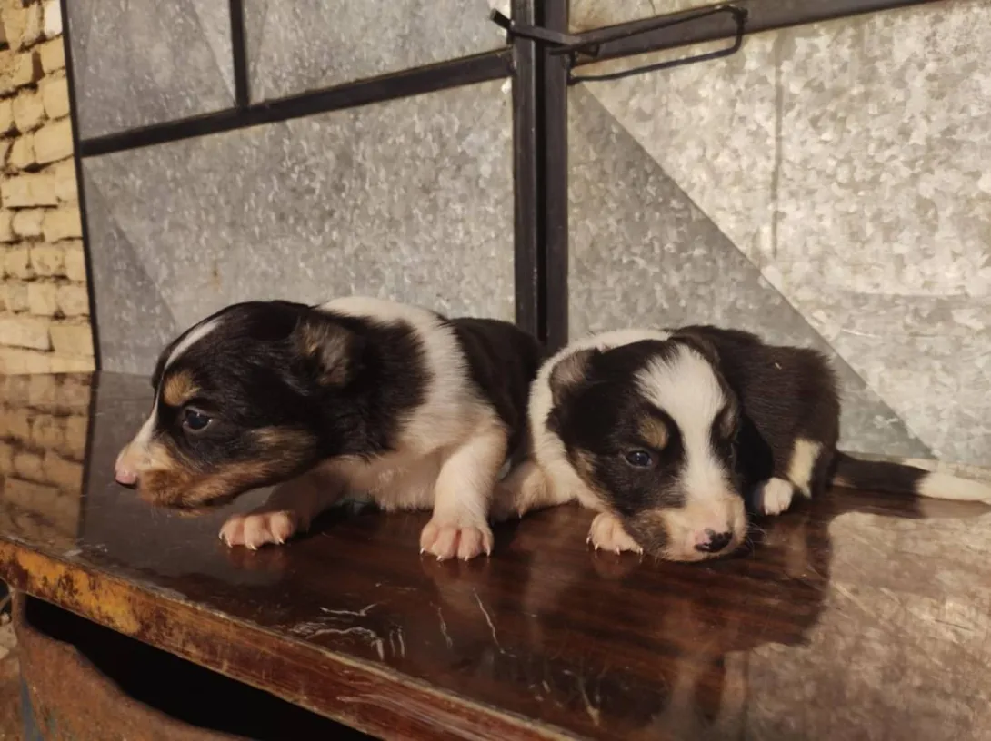 Border koli na prodaju, Ada (6)