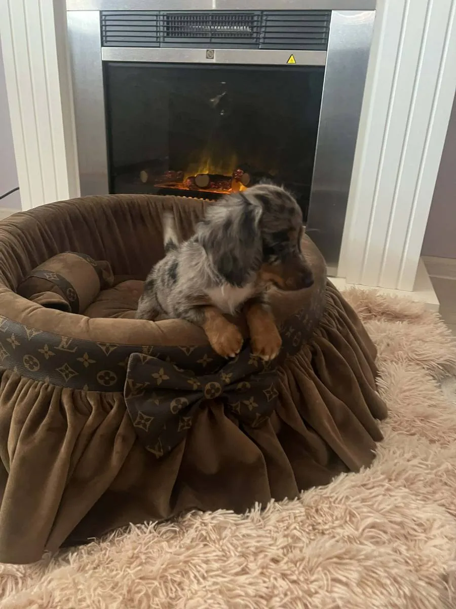 Jazavičar na prodaju, Novi Sad (6)