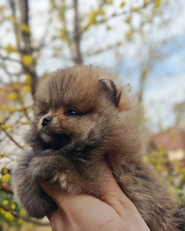Nemački špic na prodaju, Kraljevo