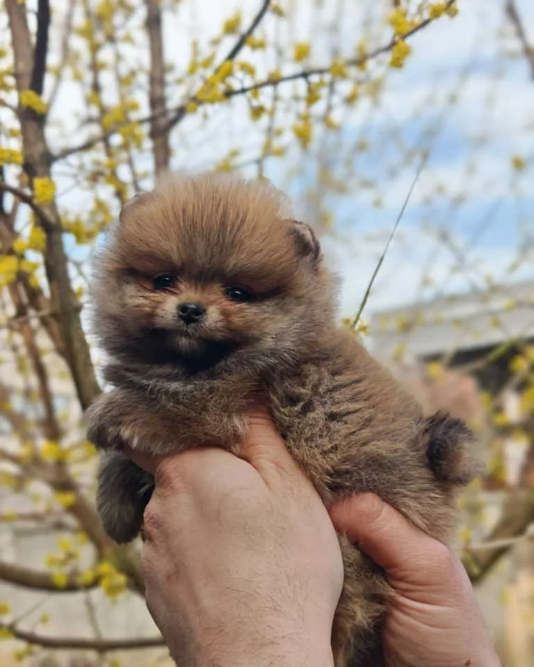 Nemački špic na prodaju, Kraljevo (2)