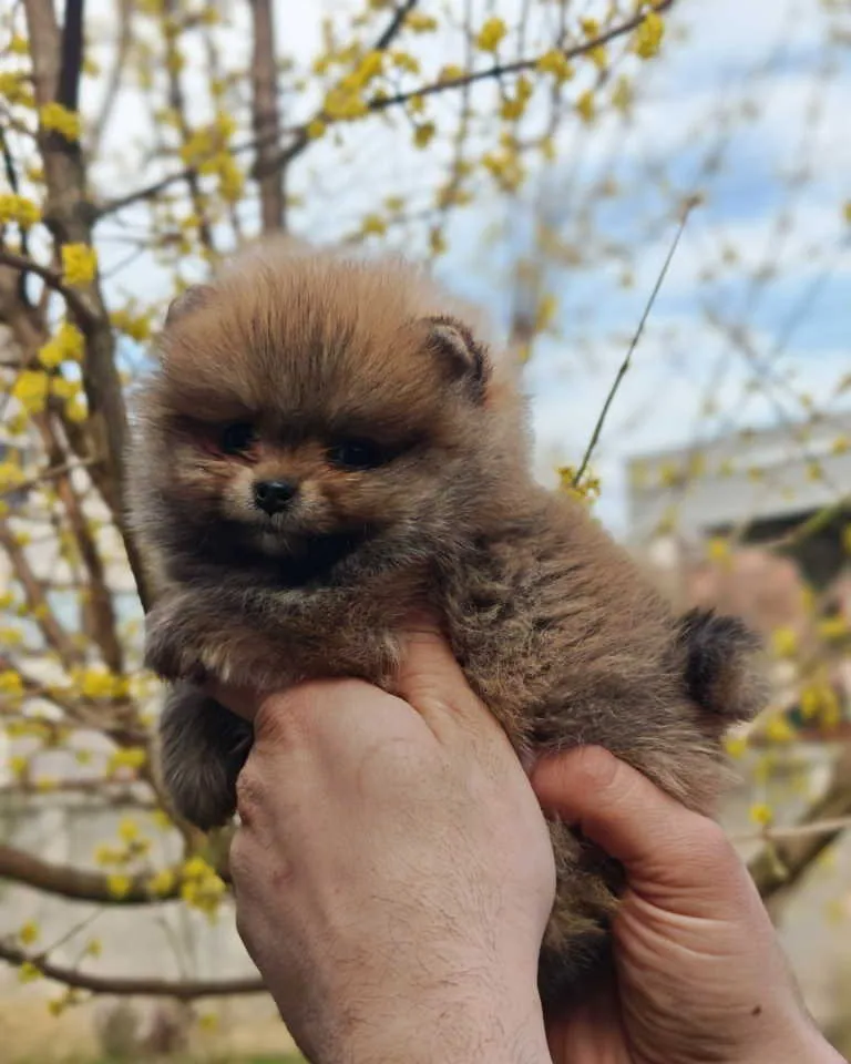Nemački špic na prodaju, Kraljevo (3)