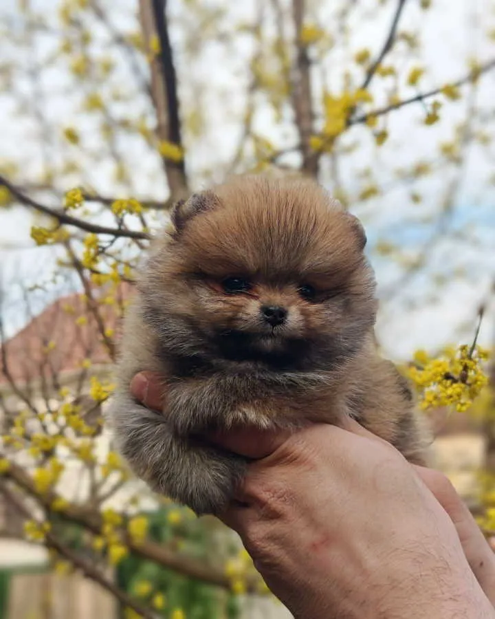 Nemački špic na prodaju, Kraljevo (4)