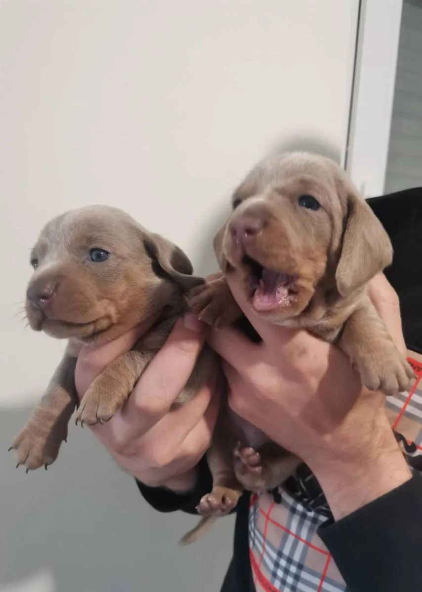 Jazavičar na prodaju, Zrenjanin (6)