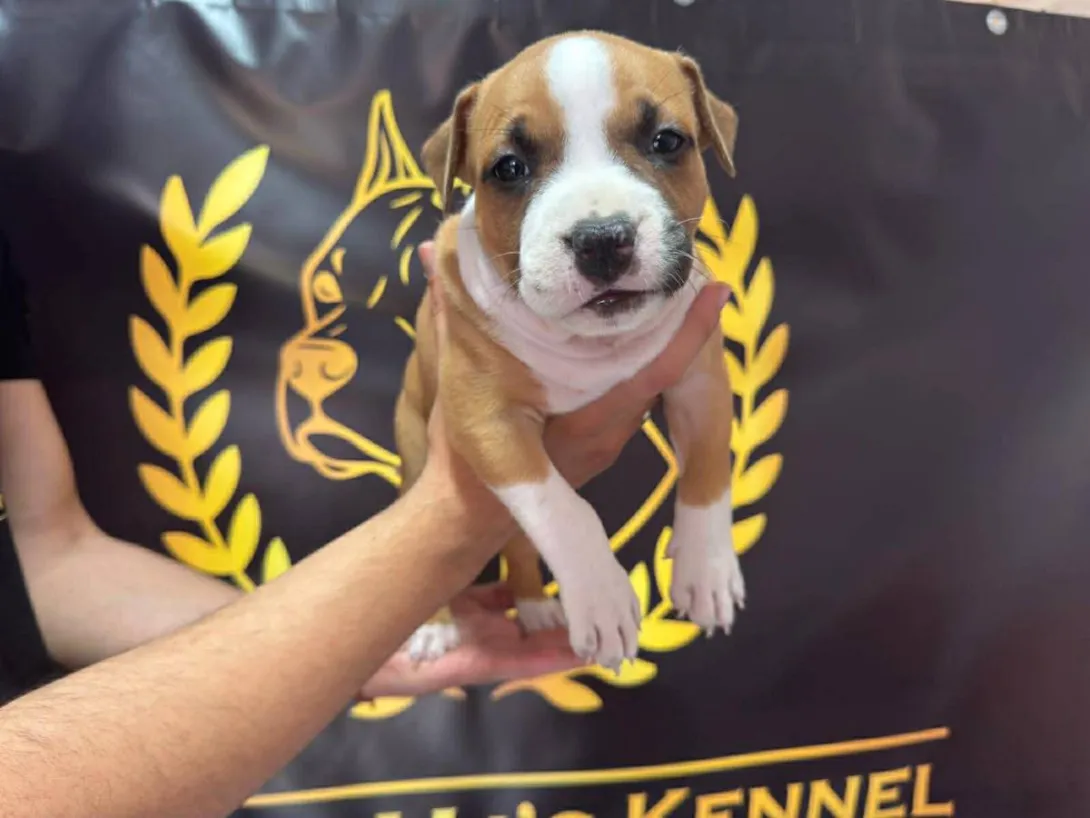 Američki stafordski terijer na prodaju, Obrenovac (4)