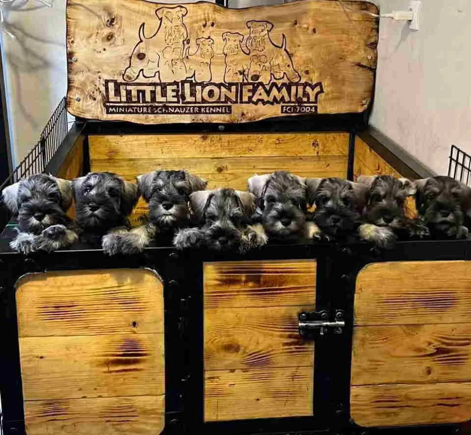 Patuljasti šnaucer na prodaju, Beograd Zemun