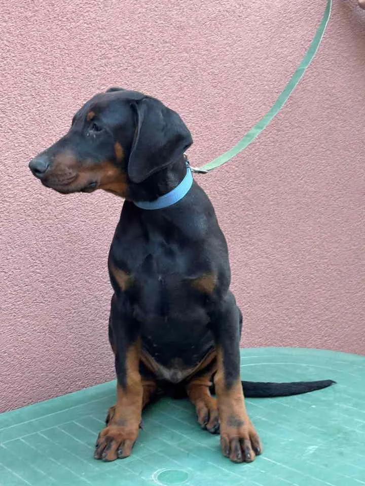 Doberman na prodaju, Pančevo