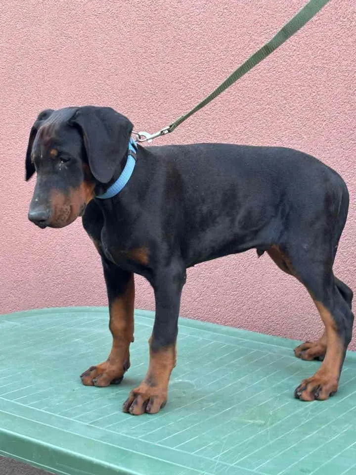 Doberman na prodaju, Pančevo (2)