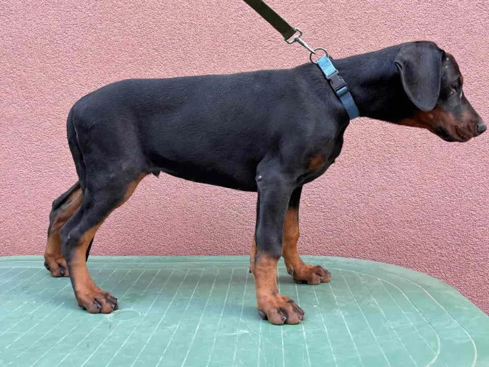 Doberman na prodaju, Pančevo (3)