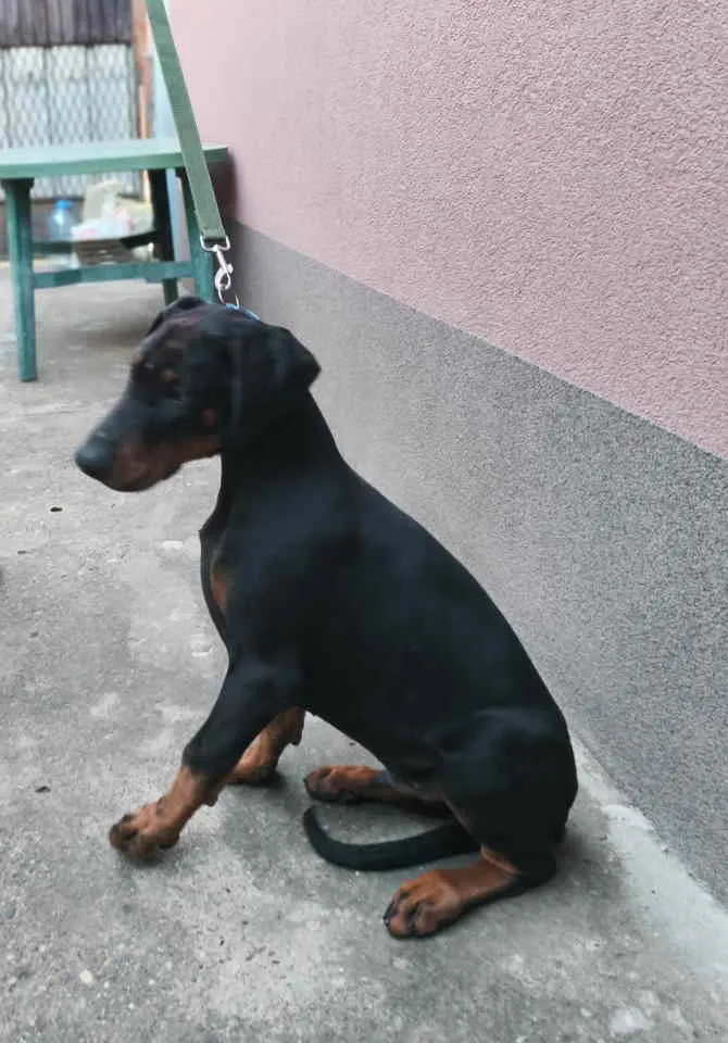 Doberman na prodaju, Pančevo (4)