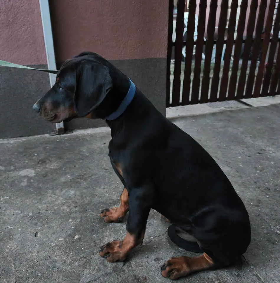 Doberman na prodaju, Pančevo (5)