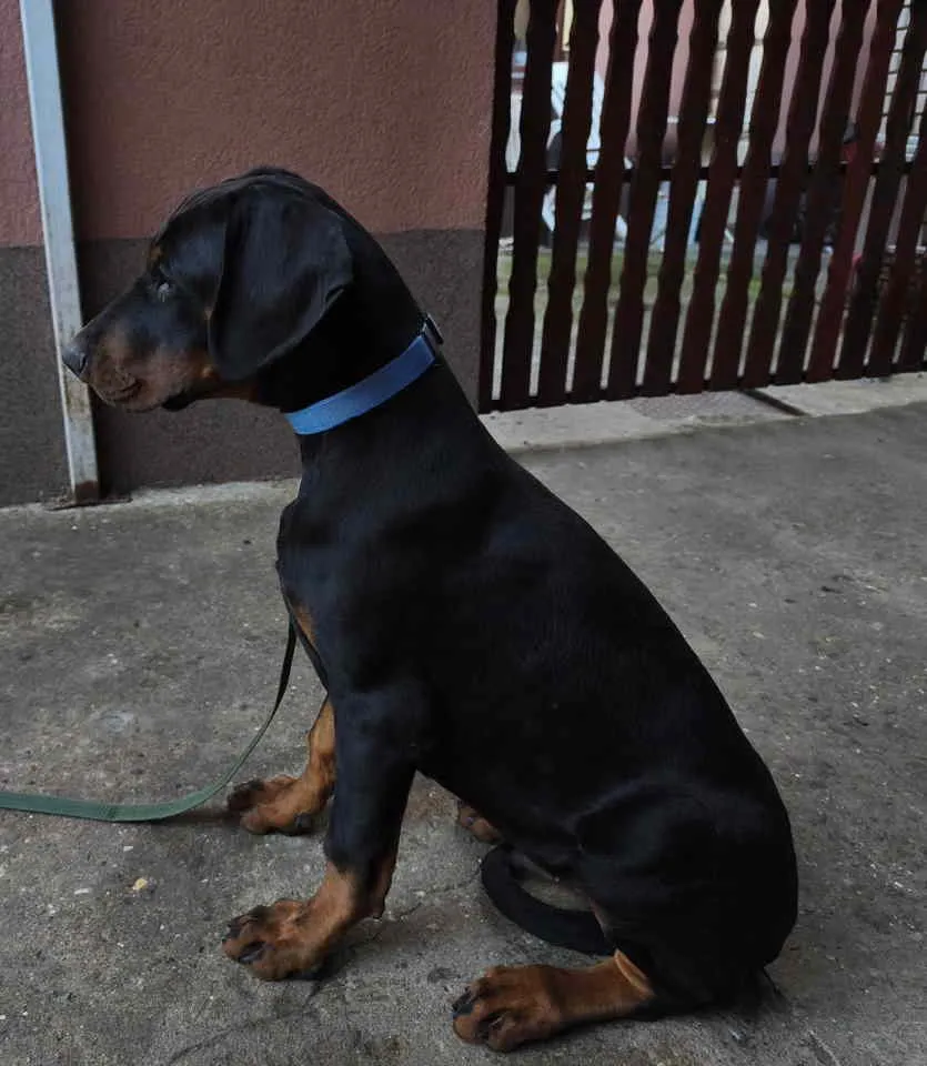 Doberman na prodaju, Pančevo (6)