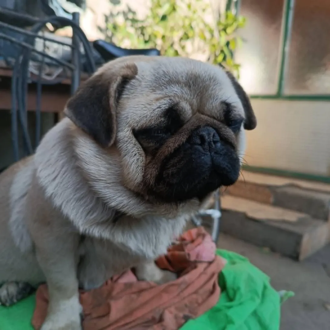 Mops (pug) na prodaju, Novi Sad