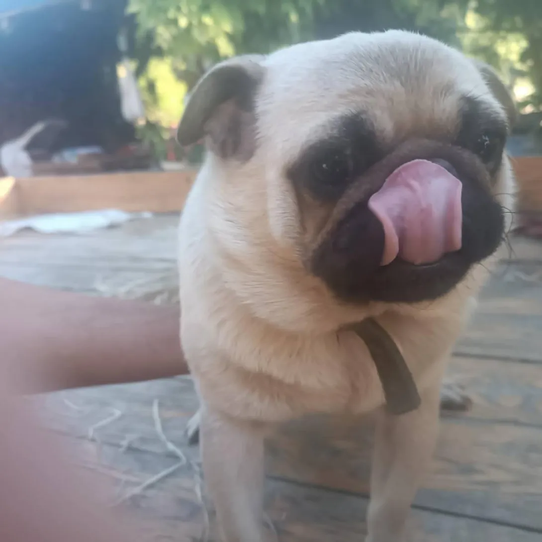 Mops (pug) na prodaju, Novi Sad (2)