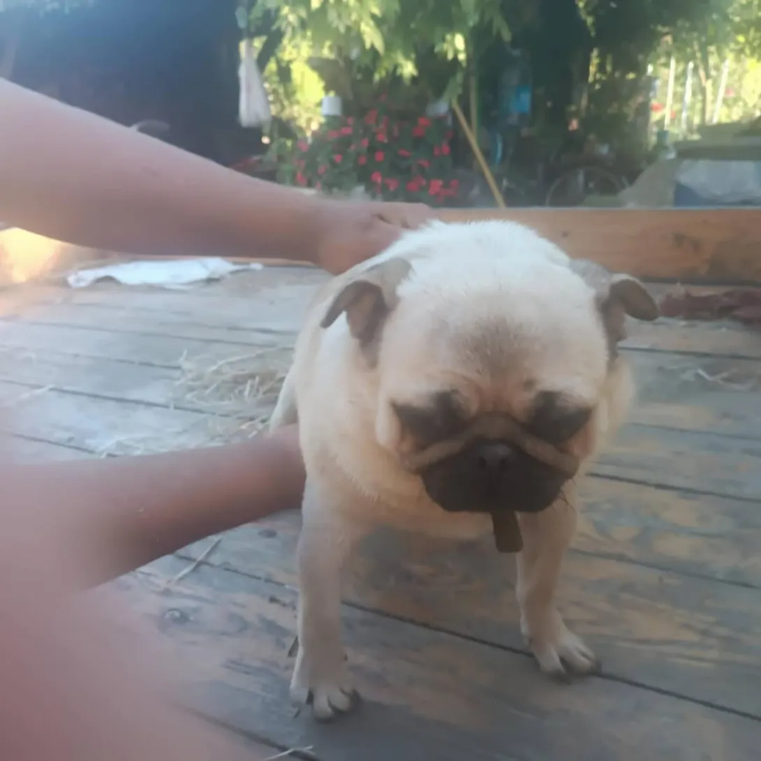 Mops (pug) na prodaju, Novi Sad (3)