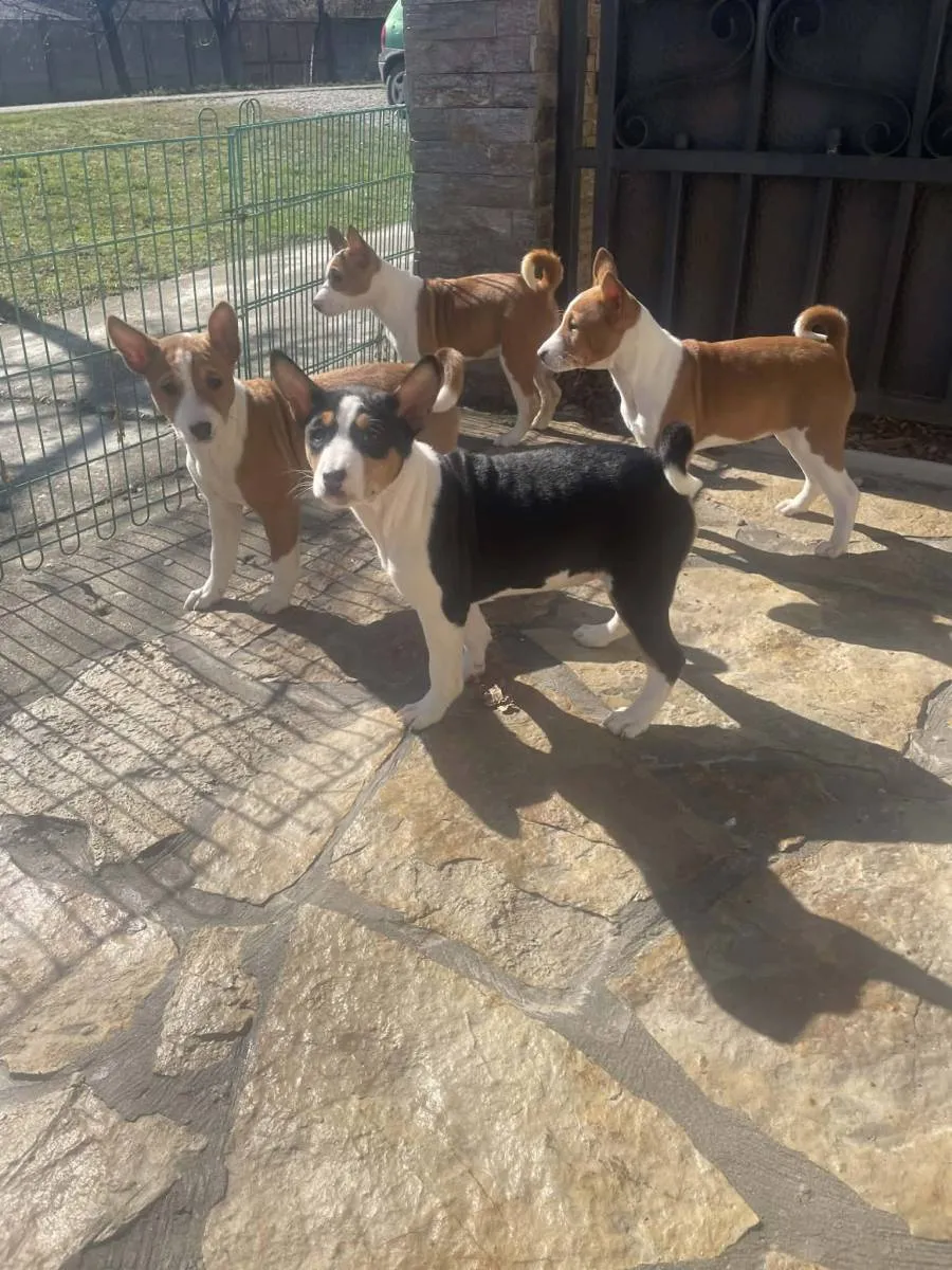 Basenji na prodaju, Vrbas (2)