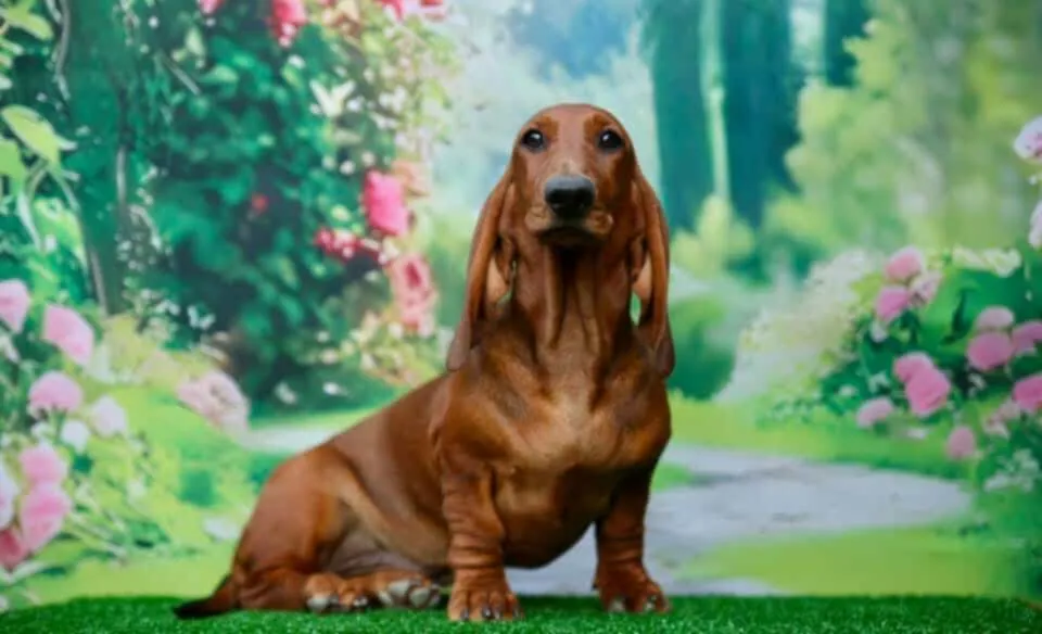 Jazavičar na prodaju, Leskovac (6)