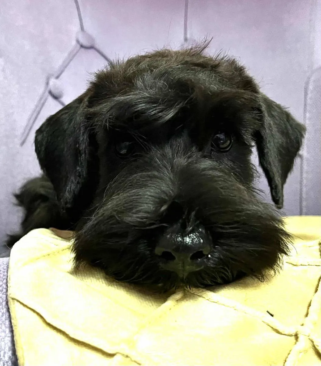 Patuljasti šnaucer na prodaju, Beograd (4)