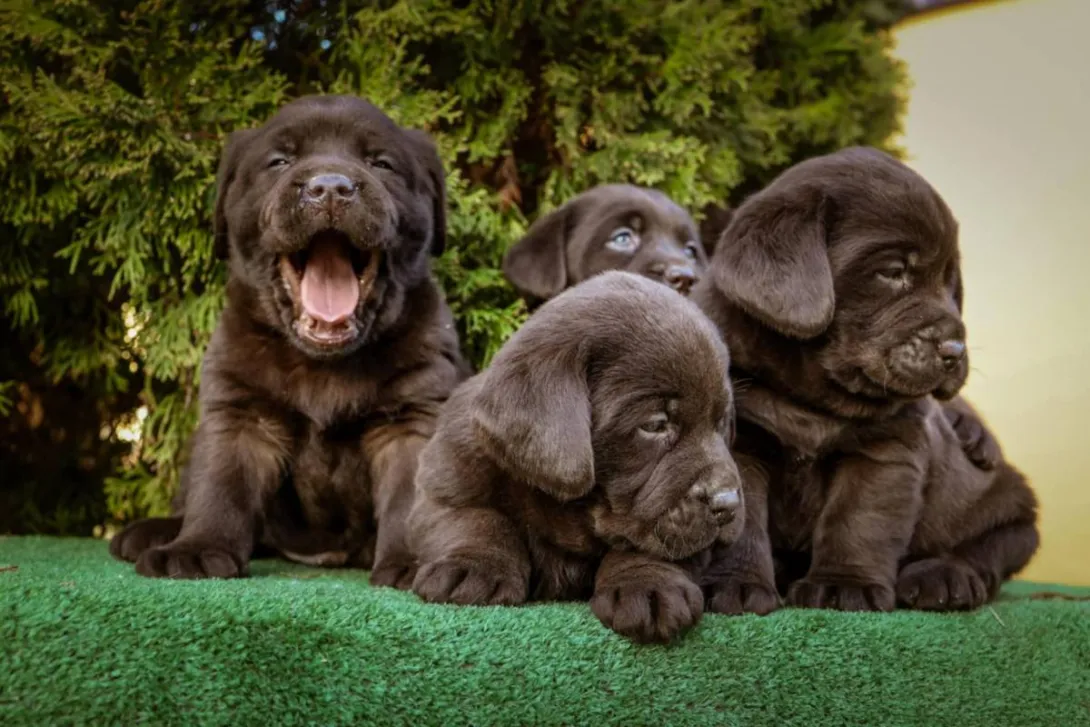 Labrador retriver na prodaju, Bačka Palanka (4)