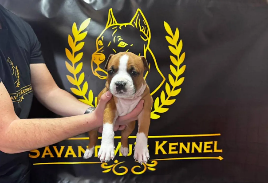 Američki stafordski terijer na prodaju, Obrenovac (5)