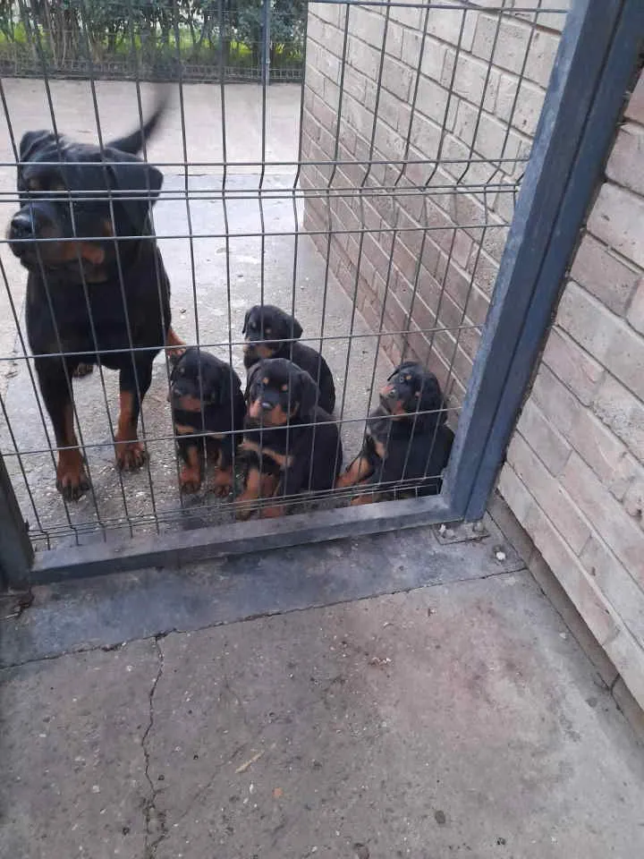 Rotvajler na prodaju, Pančevo (2)