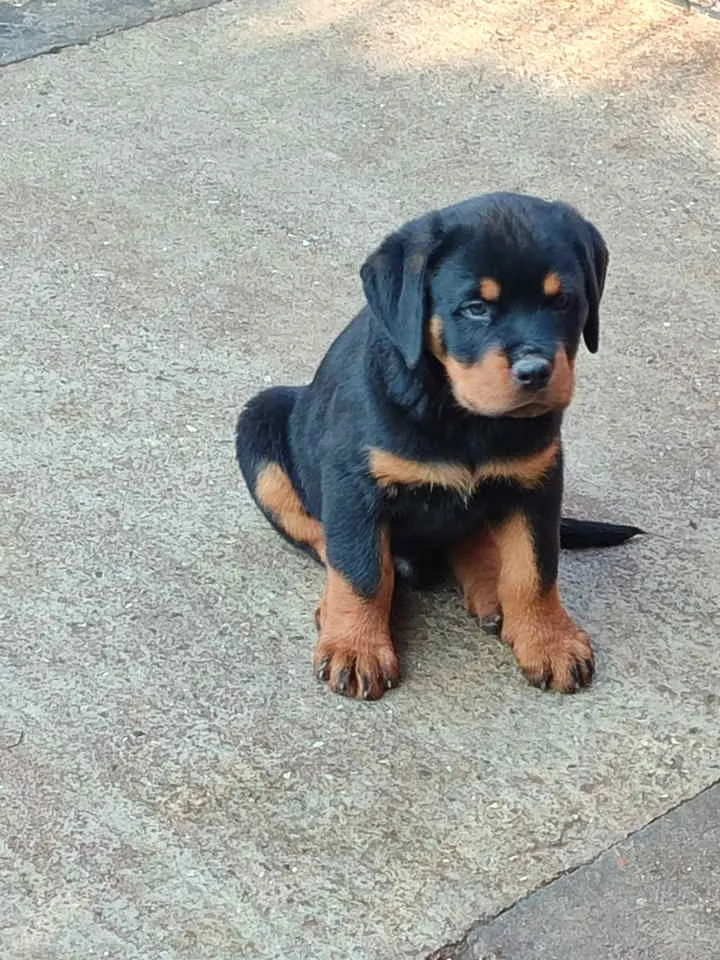 Rotvajler na prodaju, Pančevo (4)