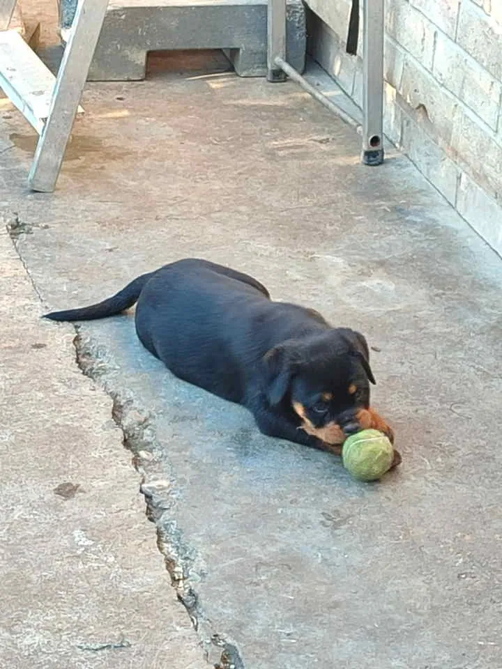 Rotvajler na prodaju, Pančevo (5)