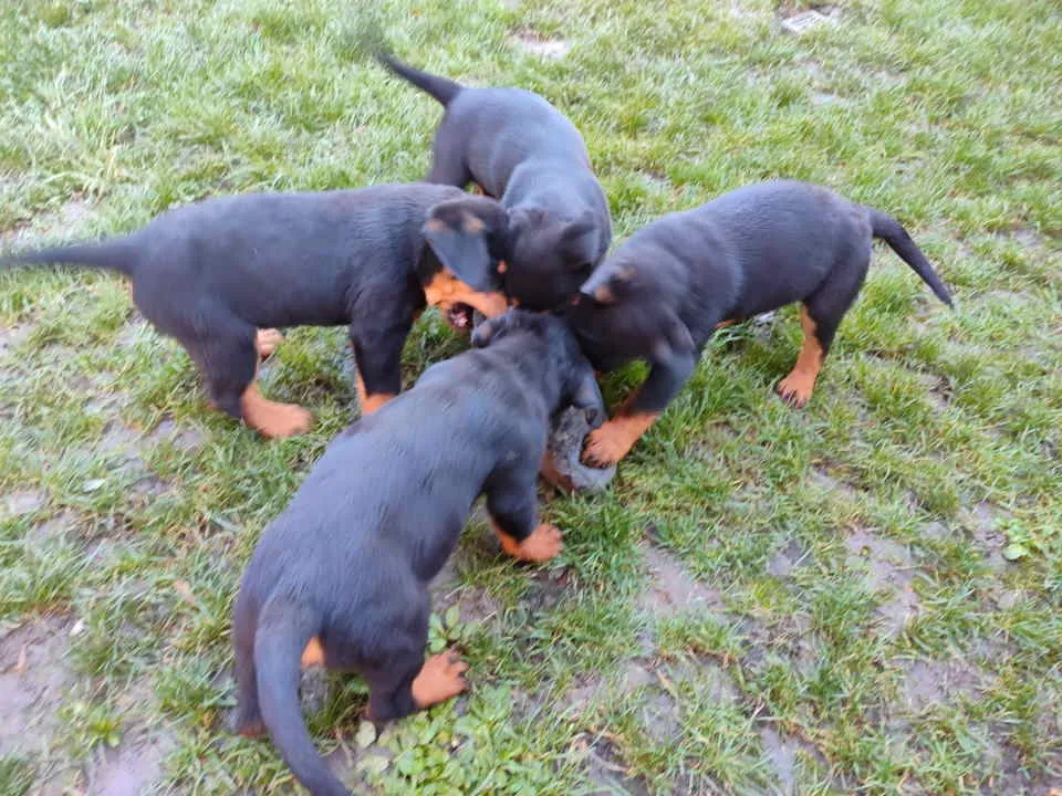 Rotvajler na prodaju, Pančevo (6)